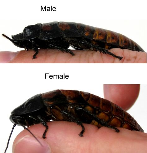 Madagascar Hissing Cockroach Male vs Female...Males have bumps/horns on head and Females don't Madagascar Hissing Cockroach Enclosure, Pet Cockroach, Hissing Roach, Horns On Head, Hissing Cockroach, Madagascar Hissing Cockroach, Weird Insects, Whites Tree Frog, Male Vs Female