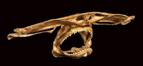 Shark Skull, Hammerhead Sharks, Aztec Warrior, Hammer Head, Hammerhead Shark, Taxidermy, Sharks, Skeleton, Auction