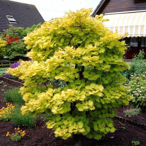 Aureum Japanese Maple Trees for Sale– FastGrowingTrees.com Lime Green Shrubs, Chartreuse Plants, Sunshine Ligustrum, Coral Bark Japanese Maple, Maple Trees, Japanese Maple Tree, Fast Growing Trees, Shade Trees, Maple Tree