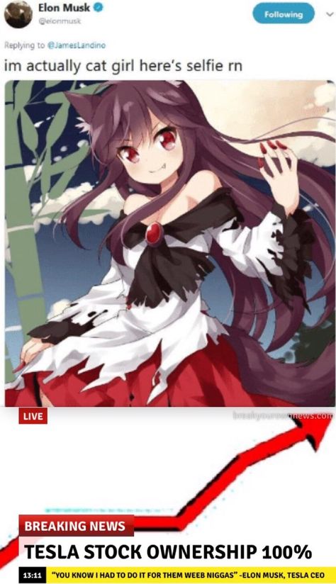 Cat girl research pls Kagerou Imaizumi, I Cannot Contain The Silliness, Tsundere Girl, Ticci Toby, Wolf Girl, Anime Cat, Popular Anime, Animal Ears, Image Macro