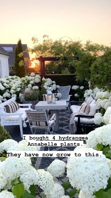 White Hydrangea In Pots, Hydrangea Hanging Basket, Annabelle Hydrangea Front Of House, Incredible Hydrangea, Incrediball Hydrangea Landscaping, Hydrangea Front Of House, Hamptons Front Garden, Hydrangea Planters, Hydrangea Annabelle