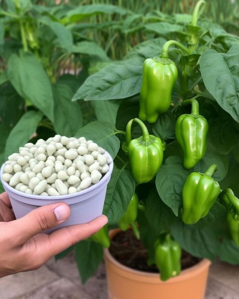 Growing Peppers In Garden, Growing Bell Peppers From Seeds, Best Way To Grow Strawberries, Pepper Growing, Bell Pepper Plant, Growing Bell Peppers, Design Garden Ideas, Growing Vegetables In Pots, Growing Peppers