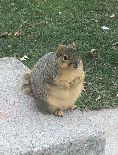 University Of Michigan Squirrel Cute Adorable Animals, Michigan Animals, Micro Squirrel, Fat Squirrel, Fat Animals, Tattoo Nature, Animals Tattoo, Squirrel Pictures, Cute Small Animals