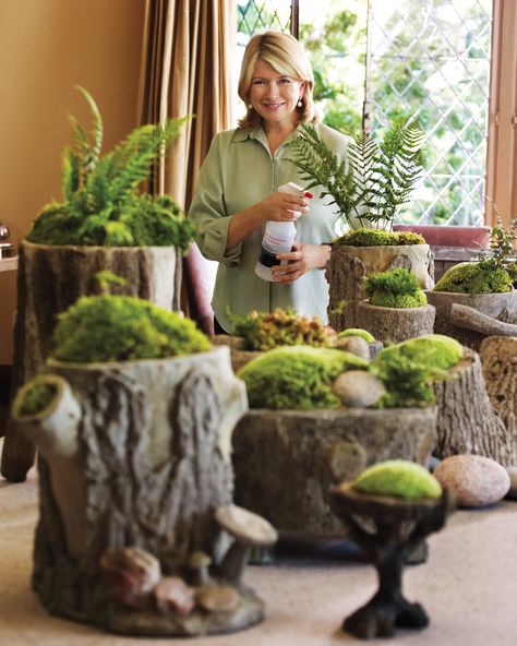 Borrowed from nature and arranged in pots, lush moss gardens are like miniature enchanted forests. Stump Garden, Stump Planter, Moss Growing, Tree Stump Planter, Garden Nook, نباتات منزلية, Moss Garden, Planter Ideas, Tree Stump