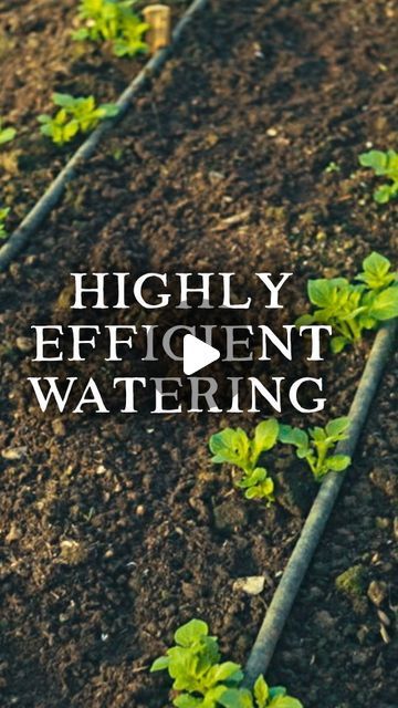 Huw Richards on Instagram: "AD | This is one of the most important elements of my watering/irrigation setup because it not only saves so much water, it also saves me so much time. Both of which are highly valuable to us vegetable gardeners🌿  I've been a @gardena_uk brand ambassador for 3 years now and I've been using their soaker hoses for almost a decade, and hopefully this video gives you some ideas for your undercover growing spaces this year. #vegetablegardening #growyourown #gardena #gardeningtips #gardeningideas" Vegetable Garden Irrigation, Huw Richards Garden, Soaker Hose, Watering & Irrigation, School Garden, Uk Brands, Water Me, Grow Your Own, Raised Garden