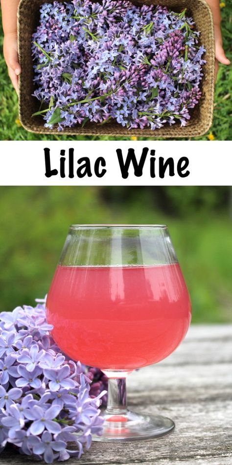 Homemade Lilac Wine Things To Do With Lilac Flowers, How To Make Homemade Wine, Lilac Mead, Wine Recipes Homemade, Lilac Recipes, Homemade Liqueur Recipes, Wine Making Recipes, Homemade Wine Recipes, Lilac Wine