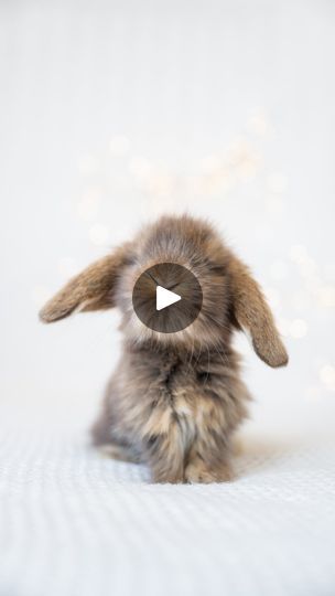 196K views · 1.8K reactions | When it comes to pet rabbits, European Teddywidders undoubtedly stand out as one of the most calm and gentle breeds. 

#europeanteddywidder #teddybear #slowlife #cottagecore #bunniesworldwide #lapin #lop #cuteanimals #cutenessoverloaded❤ #smilemore #adorablebabies #babyanimals | Huggable Bunnies  - Modern Rabbitry | Daniel Kruglov · La Douceur Pet Rabbits, Adorable Baby Animals, Mini Lop, Pet Rabbit, Adorable Baby, Rabbits, Baby Animals, Husky