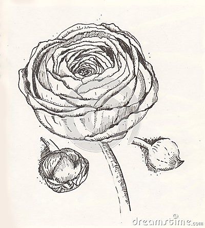 Ranunculus Drawing, Ranunculus Flower, Graphic Drawing, Black And White Graphic, Flower Stock, Paper Illustration, Artist Drawing, Ranunculus, White Paper