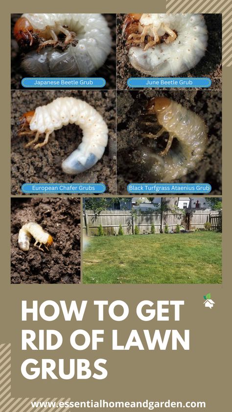 4 DIFFERENT TYPES OF GRUBS AND A LAWN SHOWING GRUB DAMAGE How To Get Rid Of Chiggers In Yard, Grubs In Lawn, Grub Control In Lawns, Reseeding Lawn Fall, How To Reseed Your Lawn In Fall, Privacy Landscaping Backyard, Lawn Problems, Lawn Repair, Lawn Pests