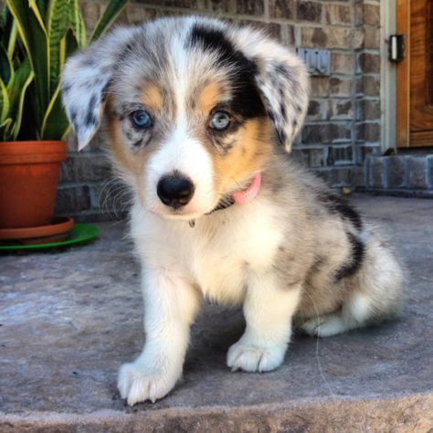 Corgherd (Corgi + Australian Shepherd) | 16 Corgi Mixes That Will Melt Your… Corgi Mix, Australian Shepherds, Welsh Corgi, Australian Shepherd, A Puppy, Adorable Animals, Too Cute, Puppy Love, Cute Puppies