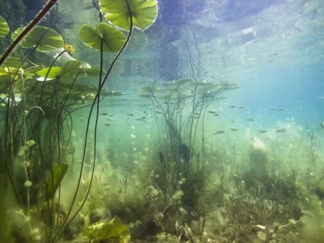 Aquarium Plants Archives - Page 2 of 3 - Fishkeeping World Perennial Ground Cover, Underwater Plants, Aquarium Terrarium, Floating Plants, Pond Plants, Aquatic Plants, Big Fish, Water Lily, Water Plants