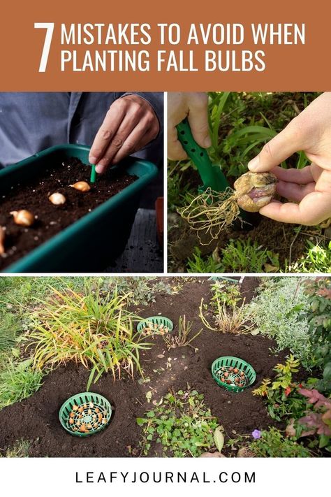 Avoid these 7 Common Mistakes for a Beautiful Fall Bulb Garden! 🍂 Learn how to plant your bulbs like a pro and enjoy a vibrant burst of autumn blooms. Discover tips and tricks to ensure a stunning garden this season! Planting Fall Bulbs In Containers, 3 Season Bulb Garden, Planting Spring Bulbs In Fall, How To Plant Bulbs In Fall, Fall Bulbs To Plant, Fall Bulb Planting Design, Planting Fall Bulbs, Flower Bulbs To Plant In Fall, Bulb Planting Guide