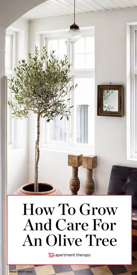 Live Indoor Olive Tree, Potting Room Indoor, Olive Tree In Pot Indoor, Potted Olive Trees Outdoor, Olive Tree Outdoor Patio, Outdoor Olive Tree In Pot, Growing Olive Trees Indoors, How To Take Care Of Olive Tree, Arbequina Olive Tree Indoor