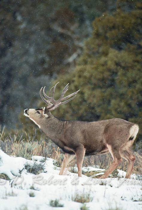 Mule deer buck | Yellowstone Nature Photography by D. Robert Franz Deer Pics, Deer Images, Mule Deer Hunting, Whitetail Deer Pictures, Mule Deer Buck, Deer Tracks, Archery Girl, Big Deer, Deer Species