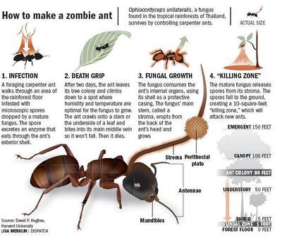 Ophiocordyceps unilateralis Cordyceps Zombies, Carpenter Ants, Carpenter Ant, Mushroom Fungi, Tropical Rainforest, Microbiology, Science Projects, Life Cycles, Ants