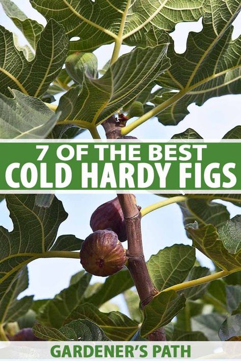 Fig Fruit Tree, Growing Fig Trees, Fig Tree Plant, Fig Varieties, Trees For Front Yard, Fig Trees, Growing Fruit Trees, Fig Fruit, Tree Pruning