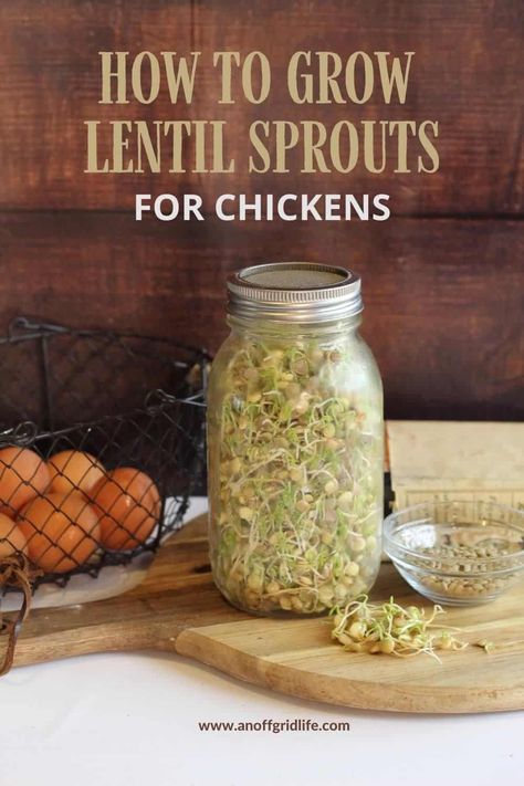 Lentil sprouts growing in a glass jar. Chicken Sprouts Recipes, How To Sprout Lentils In A Jar, Alfalfa For Chickens, How To Grow Sprouts For Chickens, Grow Sprouts For Chickens, Sprouting Chicken Feed, Chicken Sprouts Fodder, Sprouting Seeds For Chickens, How To Sprout Lentils For Chickens