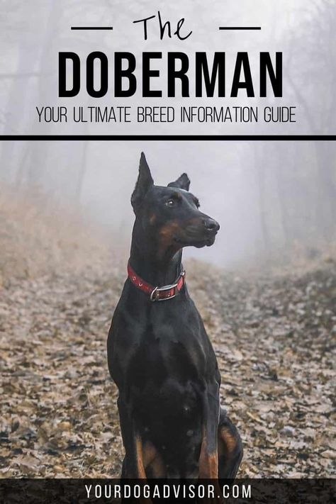 Doberman Puppy Training, Best Guard Dog Breeds, Dogs Doberman, Protective Dog Breeds, Breeding Business, Doberman Breed, Personal Protection Dog, Mt Olympus, Guard Dog Breeds