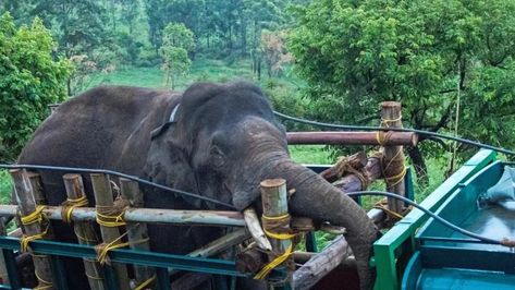 A wild elephant who sparked a massive debate and a legal battle in the southern Indian state of Kerala has been relocated to a tiger reserve. Arikomban Elephant, Kerala Elephant, Bull Elephant, Forest Department, Wild Elephant, Human Settlement, Animal Rights Activist, Indian Express, Asian Elephant