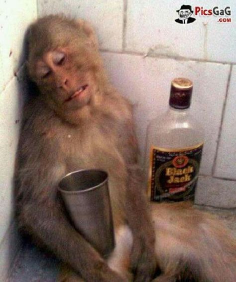 Funny Monkey Videos, Monkey Funny Videos, Monkey Videos, Funny Monkey Pictures, Monkey Banana, Funny Monkey, Monkey Pictures, Funny Animal Photos, A Monkey