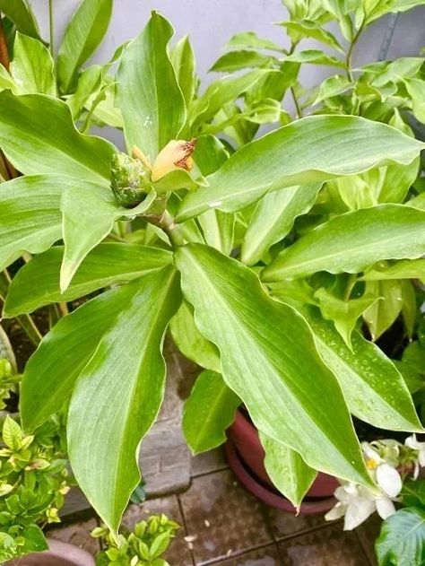 6 Potent Insulin Plant Benefits and Uses (Backed by Science) | Balcony Garden Web Insulin Plant Benefits, Insulin Plant, Ayurvedic Plants, Companion Planting Vegetables, Medicinal Herbs Garden, Herbs Garden, Health Medicine, Indoor Herb, Plant Benefits