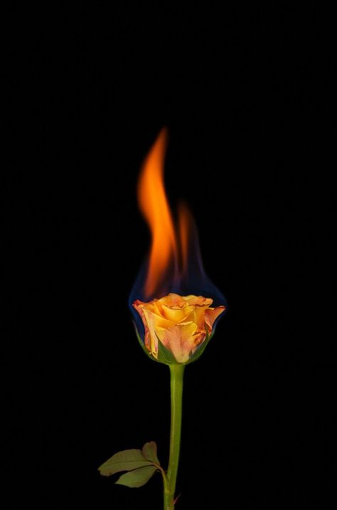 White Rose On Fire, On Fire Aesthetic, Rose On Fire, Fire Aesthetic, Burning Flowers, Burning Rose, Painting References, Black Wallpaper Iphone Dark, Pink Background Images