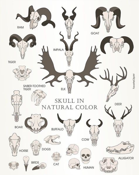 Animal Skulls Drawing, Animal Skull Reference, Animal Skull Drawing, Tattoo Skulls, Skull Silhouette, Skull Reference, Skull Collection, Animal Skeletons, Skulls Drawing