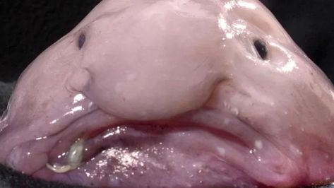 10 facts about the Blobfish, aka the 'ugliest creature of all time' Blob Fish, Person Place Thing, Amazing Facts, Facts About, Did You Know, Fish