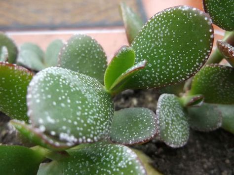 How to Get Rid Of White Spots on Jade Plant - See more at: http://worldofsucculents.com/get-rid-white-spots-jade-plant Jade Plant Care, Money Plants, Jade Plant, Plant Problems, Crassula Ovata, Plant Diseases, Jade Plants, Office Plants, Free Plants