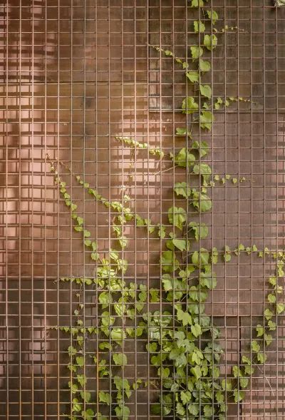 Vertical Gardens · A collection curated by Divisare Stone Walls Garden, Green Facade, Wall Garden, Landscape Materials, Tree Roots, Deciduous Trees, Landscape Walls, Green Wall, Vertical Garden