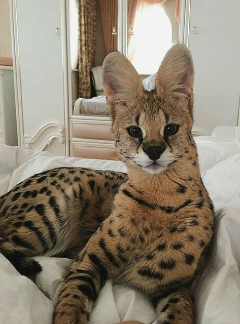 Exotic Cat Breeds, Serval Cats, Exotic Cats, Savannah Cat, Cute Kittens, 가을 패션, Exotic Pets, Dexter, Beautiful Cats