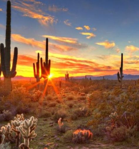 Un increíble bosque de Sahuaros en el desierto de Sonora Mexico Desert, Visit Arizona, Mural Home, Desert Life, Custom Wall Murals, Dude Ranch, Biome, Matte Painting, Art Memes