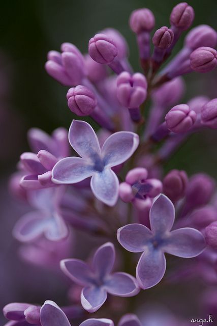 The nature of quanutm entanglement suggests there are no dogs at home barking and getting into trouble as long as I do not observe/WORRY! about it....so no fear, right? :) Have Inspiration, Bouquet Ideas, The Secret Garden, All Things Purple, Ranunculus, Flower Beauty, Beautiful Blooms, Dream Garden, Ikebana