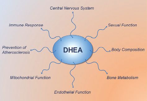 Low Dhea In Women Symptoms, Dhea Benefits For Women, Dhea Benefits, Healing Hormones, Symptoms Of Adrenal Fatigue, Dhea Supplement, Low Thyroid Remedies, Internal Health, Adrenal Dysfunction