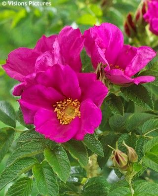 Flowering Hedge, Rugosa Rose, Japanese Rose, Beach Rose, Pink Perennials, Rosa Rugosa, Peaks Island, Beach Flowers, Drought Resistant