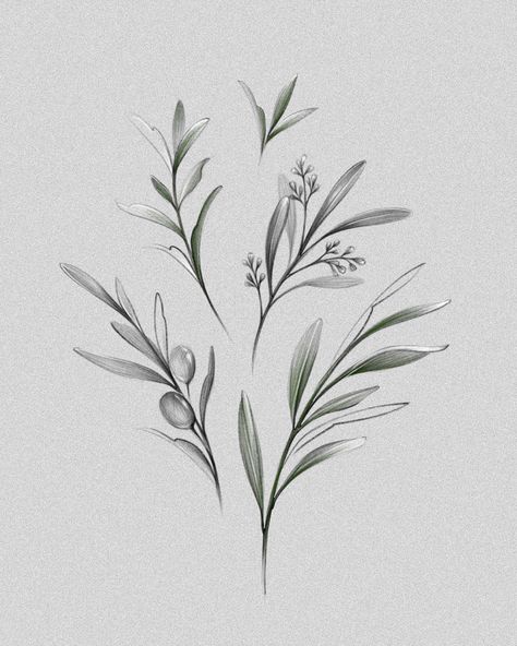 Olive Flower Drawing, Sage Tattoo Design, Olive Tattoo Design, Olive Sketch, Olive Tattoo, Flower Tat, Tattoo Desings, Scrapbook Art, Tattoo Art Drawings