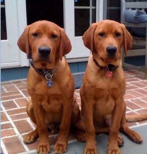 Red fox Labrador retrievers Red Fox Labrador, Fox Labrador, Red Lab Puppies, Fox Red Lab, Fox Red Labrador, Red Labrador, Red Lab, Labrador Retrievers, Lab Puppies