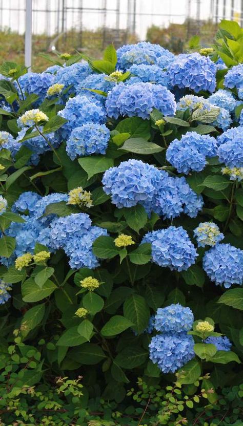 Endless Summer Hydrangea Care, Hydrangea Landscaping Ideas, Pruning Endless Summer Hydrangeas, Flowers For Arrangements, Bobo Hydrangea, Hardy Hydrangea, Summer Hydrangea, Hydrangea Landscaping, Big Leaf Hydrangea