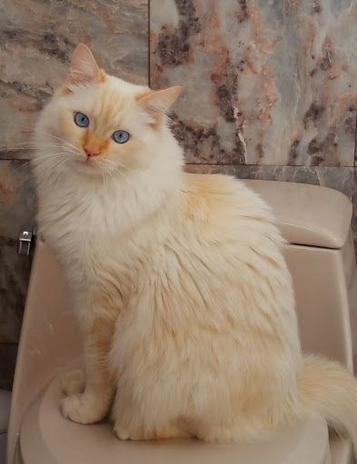 Red Ragdolls | Ragdoll Cat Breed Colors | Flame Point Ragdoll Ragdoll Cat Orange, Ragdoll Cat Cream, Cream Point Ragdoll, Cream Ragdoll Cat, Flamepoint Ragdoll Cat, Red Ragdoll Cat, Color Point Cat, Flamepoint Cat, Cream Colored Cat