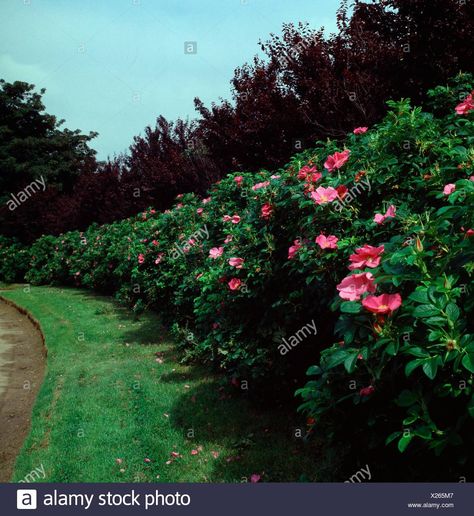 Rugosa Rose Hedge, Rosa Rugosa Hedge, Green Lookbook, Rose Hedge, Lime Trees, Rosa Rugosa, Garden Hedges, Norway Spruce, Tree Seedlings