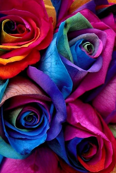 Rainbow Rose's My personal picture Colourful Photos, Nature Gifs, Background Pics, Wallpaper For Mobile, Art Pics, Rainbow Roses, Decoupage Art, Rose Wallpaper, Rose Art