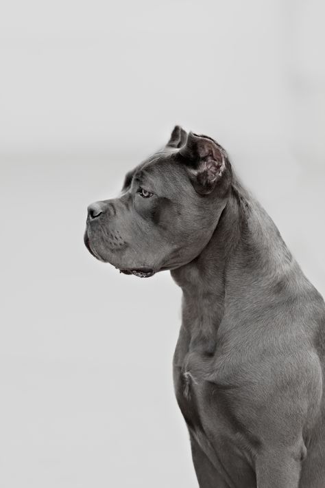 Cane Corso Grey, Cane Corso Colors, Brindle Cane Corso, Blue Cane Corso, Italian Mastiff, Cane Corso Puppies, Cane Corso Dog, Puppy Sitting, Corso Dog