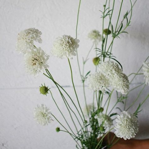 Scabiosa atropurpurea (Pincushion Flower) ‘Snowmaiden’ Scabiosa Atropurpurea, White Scabiosa, Round Floral Design, Pincushion Flower, Cut Flower Farm, Domestic Goddess, White Florals, Wedding 2024, Garden Stones