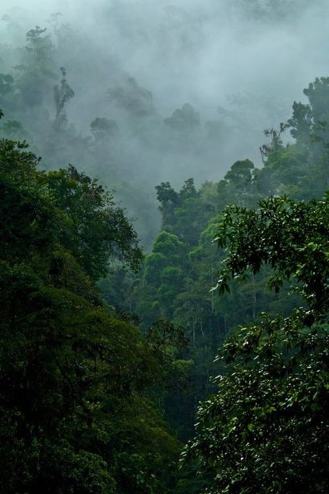 Above the Pacuare River in Costa Rica, moisture-laden clouds engulf the cloud forest, resplendent in innumerable hues of green. Costa Rica Forest, Rainy Jungle, Snake Tanks, Dream Scenery, Cloud Forest Costa Rica, Costa Rica Rainforest, Moody Tropical, Hues Of Green, Amazon Forest