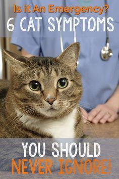 Cat Remedies, Cat Health Problems, Sick Cat, Cat Health Care, Cat Hacks, Cat Care Tips, Kitten Care, Cat Parenting, Cat Training