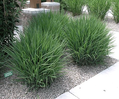 Switchgrass Heavy Metal, Miscanthus Sinensis Gracillimus, Waterwise Landscaping, Grasses Landscaping, Front Landscaping, Grasses Garden, Diy Landscaping, Perfect Garden, Ornamental Grasses