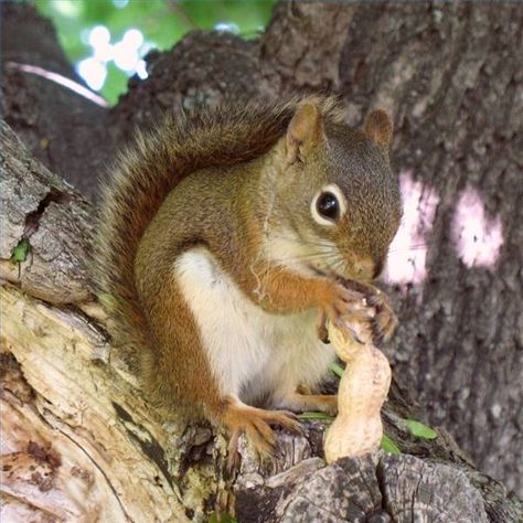 How to Make Squirrel Food Baby Squirrel Care, Squirrel Home, Squirrel Food, Backyard Birds Sanctuary, Squirrel Feeders, Squirrel Pictures, Squirrel Feeder, Fox Squirrel, A Squirrel