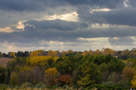 "Moody Fall" by Pistos - Caedes Desktop Wallpaper Moody Desktop Wallpaper, Autumn Wallpaper Iphone Cozy, Cozy Desktop Wallpaper, Animal Wallpaper Iphone, Animal Iphone Wallpaper, Autumn Wallpaper Iphone, Fall Desktop Wallpaper, Fall Desktop, Cozy Wallpaper