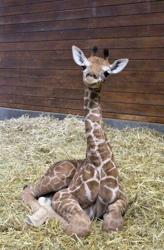 Baby Animals Cute, Giraffe Pictures, Cutee Animals, Cute Giraffe, Animals Cute, Baby Giraffe, Silly Animals, African Animals, Cute Creatures