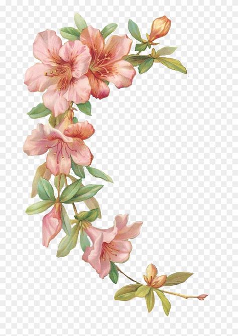 Azalea Drawing, Azaleas Flower, Azalea Tattoo, Simple Compass Tattoo, Flower Png Images, Azalea Flower, Doodle Tattoo, Line Art Vector, Pink Wedding Invitations